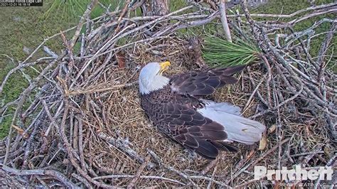 Southwest eagle cam live - A second eagle nest was discovered on Arboretum property, closer to the river and golf course. Through photos and ground observations we have a positively identified the pair of eagles as Mr. President and Lotus. 9/13/22 – Chat Update Chat can be found on the lower right side of the screen, just click the Discord icon.